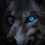 Night_Wolf_PL