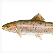 WigglyTrout44