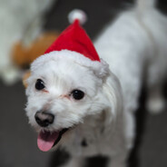 ︻デ.ੌᬁWizoo̸̳̔/̸̅̅