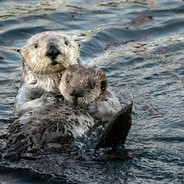 [SL-AV] ^4Sex^9Polic^1e