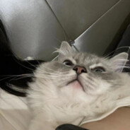 桃子养了一只猫猫