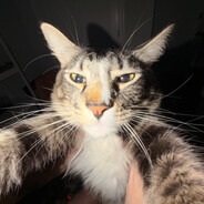 ChinkinAlfredo