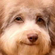 video james - steam id 76561198345383678