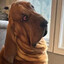 Foreskin Dog