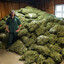 cannabis
