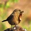 MonkeyBird