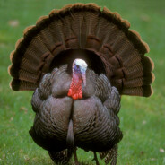 MrTurkey