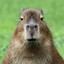 Ein.Capybara