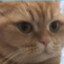 MR CAT UA