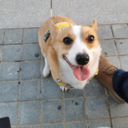 爸爸的爸爸叫什么