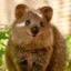 Quokka