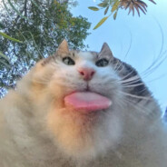RAUGAJ BELG