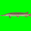 gar fish