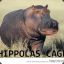 Hippolas Cage