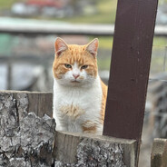 ❝𝕊𝕟𝕒𝕜𝕖𝕓𝕚𝕥𝕖❞ - steam id 76561198315852995