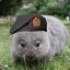 SrgWombat