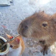 Capibara