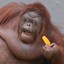 orangutan man