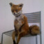 chairfox