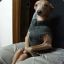 Gordon - Der Gepflegte Hund