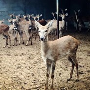 一颗偏执的大葡萄