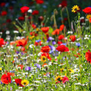 WILDFLOWER - steam id 76561198087438087