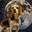 Moon Dog