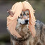 OrderlyOwl