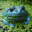 Slyyfyfrog