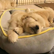 香菇炖冬菇--0-0