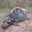 Giant Forest Hog