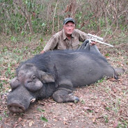 Giant Forest Hog