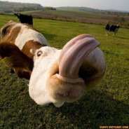 Ozril[The Sauce Boss]