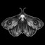 moth