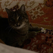 данил калбасенка