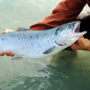 losos atlantycki  ****-SKINS.COM