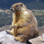 A Random Marmot