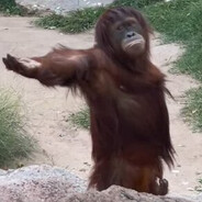ORANGUTAN - steam id 76561199163212886