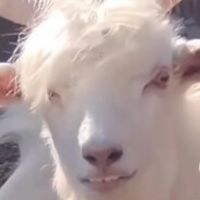 козёль_чилит