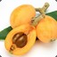 Loquat