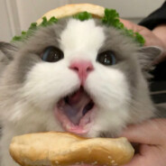 练气解放无双斩！！！