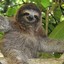 Mr. Sloth