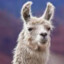 Llama