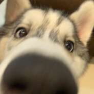 999 Animal 999