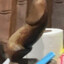 Lil dick