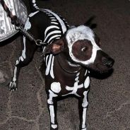 Skeleton Dog