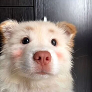 性感美丽大蟑螂