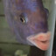 Mr Kissie