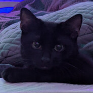 kitty avatar