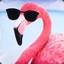 Flamingo mit Ray Ban